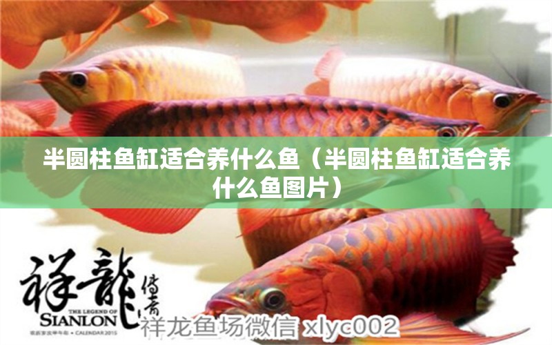 半圓柱魚缸適合養(yǎng)什么魚（半圓柱魚缸適合養(yǎng)什么魚圖片）