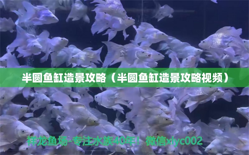 半圓魚缸造景攻略（半圓魚缸造景攻略視頻） 廣州觀賞魚批發(fā)市場