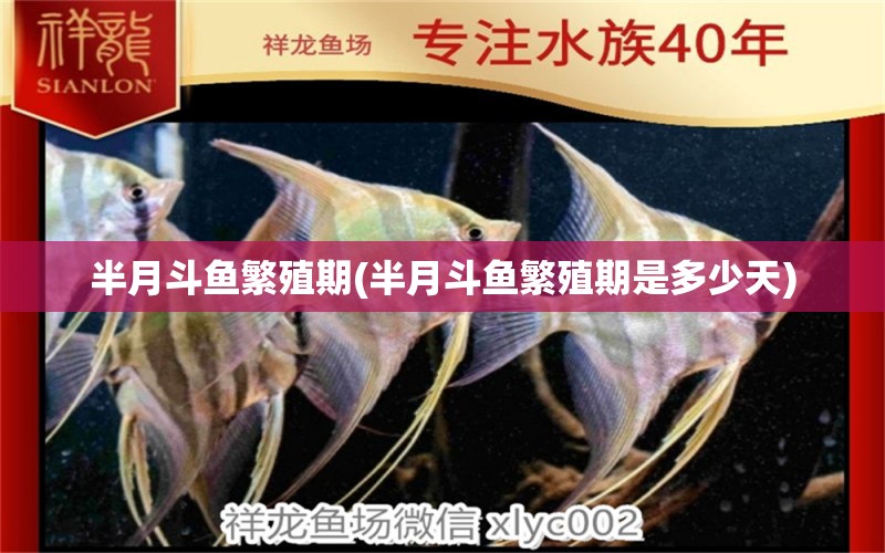 半月斗魚繁殖期(半月斗魚繁殖期是多少天) 白子紅龍魚