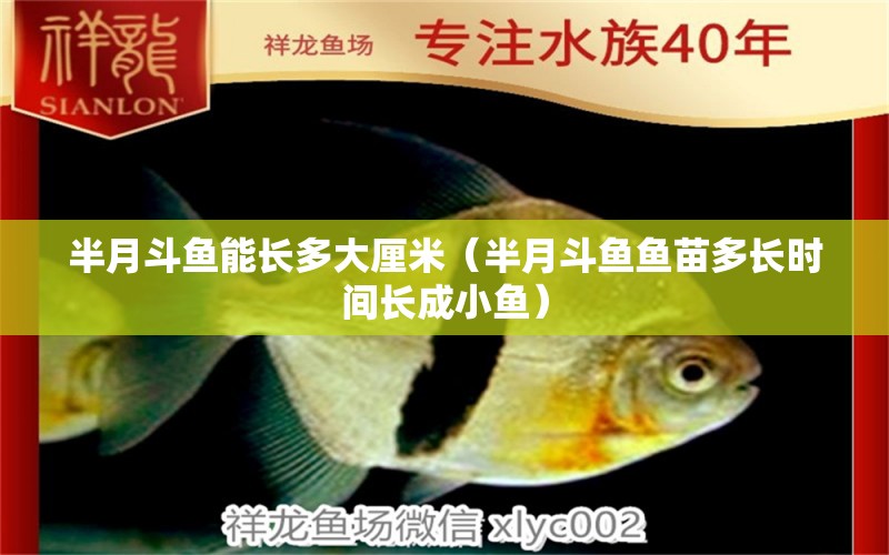 半月斗魚能長多大厘米（半月斗魚魚苗多長時間長成小魚） 三間鼠魚苗