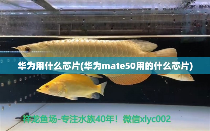 華為用什么芯片(華為mate50用的什么芯片) 撒旦鴨嘴魚(yú)