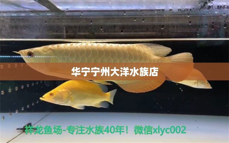 華寧寧州大洋水族店 全國水族館企業(yè)名錄