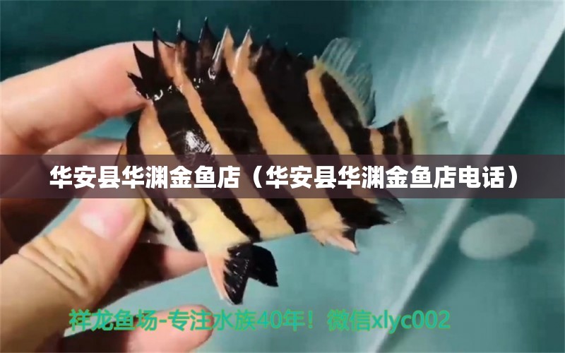 華安縣華淵金魚店（華安縣華淵金魚店電話） 全國水族館企業(yè)名錄