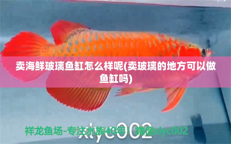 賣海鮮玻璃魚缸怎么樣呢(賣玻璃的地方可以做魚缸嗎) 白子銀龍苗（黃化銀龍苗） 第1張