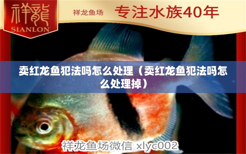 賣紅龍魚犯法嗎怎么處理（賣紅龍魚犯法嗎怎么處理掉）