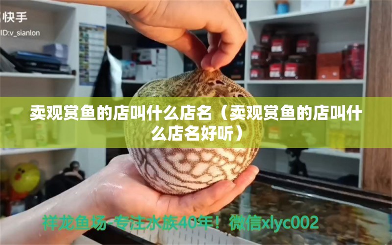 賣觀賞魚的店叫什么店名（賣觀賞魚的店叫什么店名好聽）