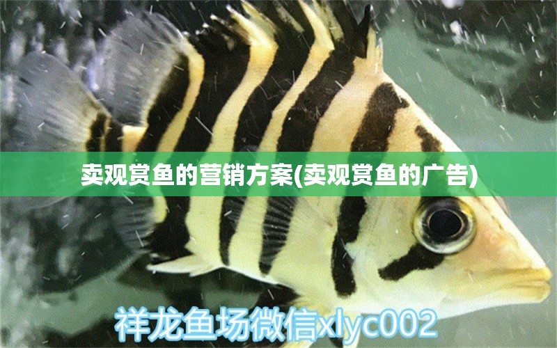 賣觀賞魚的營銷方案(賣觀賞魚的廣告) 魚缸定做