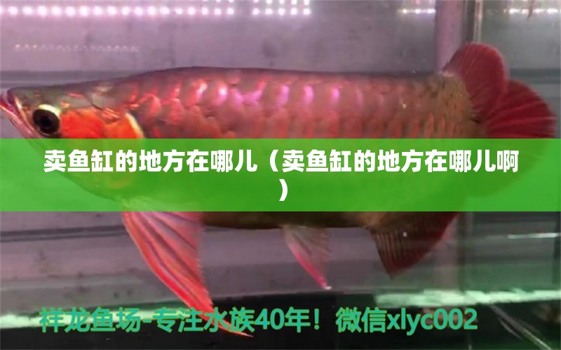 賣魚(yú)缸的地方在哪兒（賣魚(yú)缸的地方在哪兒啊）