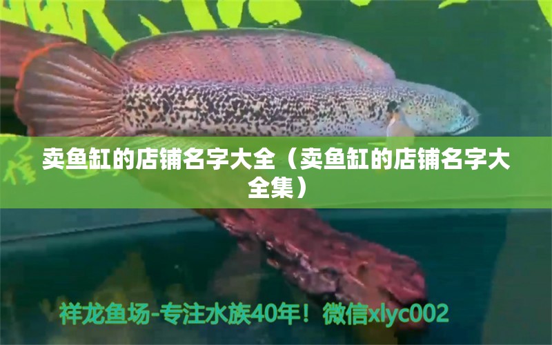 賣魚缸的店鋪名字大全（賣魚缸的店鋪名字大全集） 觀賞魚市場（混養(yǎng)魚）