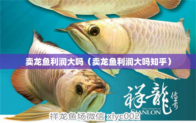 賣龍魚利潤(rùn)大嗎（賣龍魚利潤(rùn)大嗎知乎）