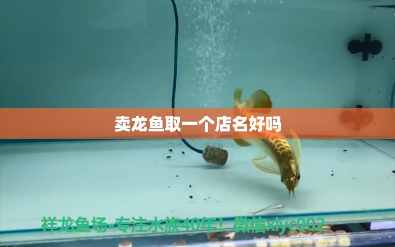 賣龍魚取一個店名好嗎 龍魚百科 第2張