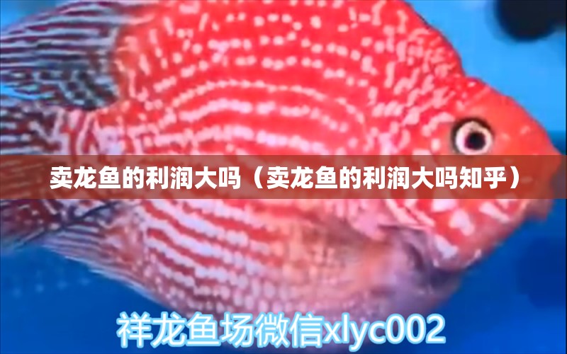 賣龍魚(yú)的利潤(rùn)大嗎（賣龍魚(yú)的利潤(rùn)大嗎知乎） 網(wǎng)上購(gòu)買觀賞魚(yú)