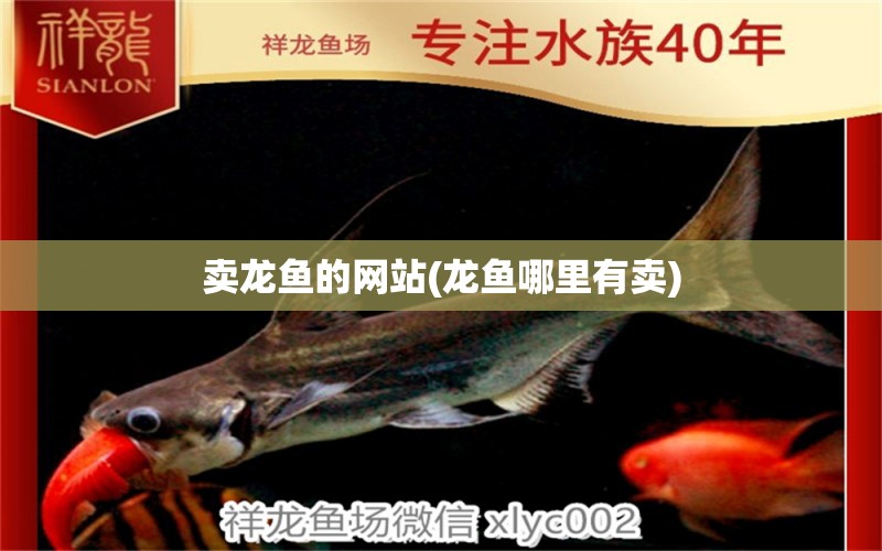 賣龍魚的網(wǎng)站(龍魚哪里有賣) 丹頂錦鯉魚