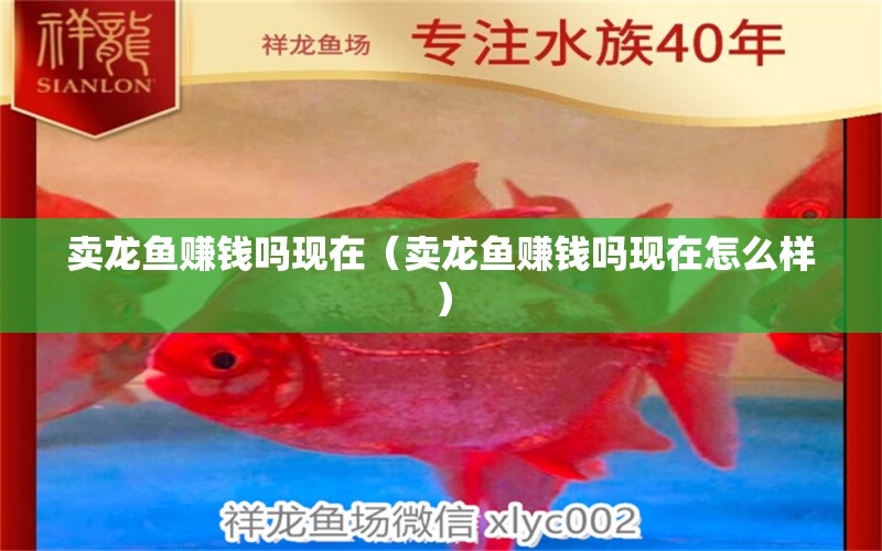 賣龍魚賺錢嗎現(xiàn)在（賣龍魚賺錢嗎現(xiàn)在怎么樣） 網(wǎng)上購買觀賞魚