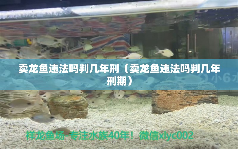 賣龍魚違法嗎判幾年刑（賣龍魚違法嗎判幾年刑期）