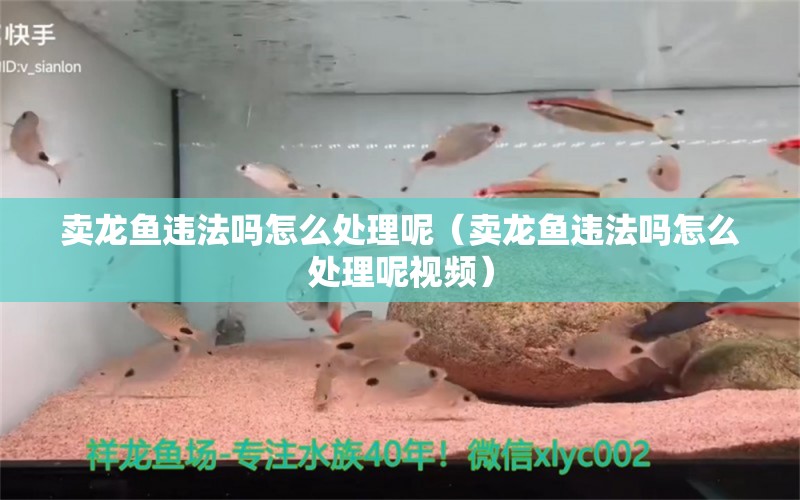 賣龍魚違法嗎怎么處理呢（賣龍魚違法嗎怎么處理呢視頻）