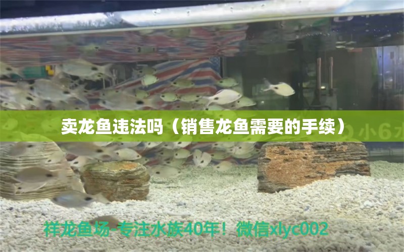 賣(mài)龍魚(yú)違法嗎（銷(xiāo)售龍魚(yú)需要的手續(xù)） 廣州觀賞魚(yú)批發(fā)市場(chǎng)