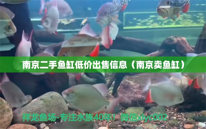 南京二手魚缸低價出售信息（南京賣魚缸） 祥龍藍珀金龍魚