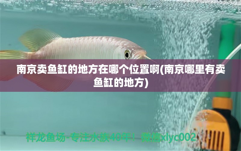 南京賣魚缸的地方在哪個(gè)位置啊(南京哪里有賣魚缸的地方) 祥龍龍魚魚糧