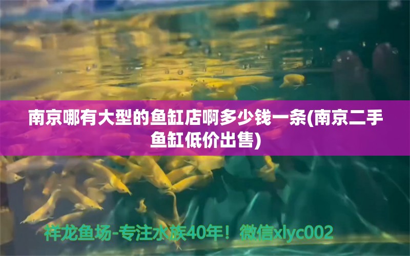 南京哪有大型的魚(yú)缸店啊多少錢(qián)一條(南京二手魚(yú)缸低價(jià)出售) 虎魚(yú)魚(yú)苗