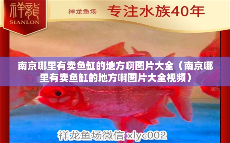 南京哪里有賣魚缸的地方啊圖片大全（南京哪里有賣魚缸的地方啊圖片大全視頻）