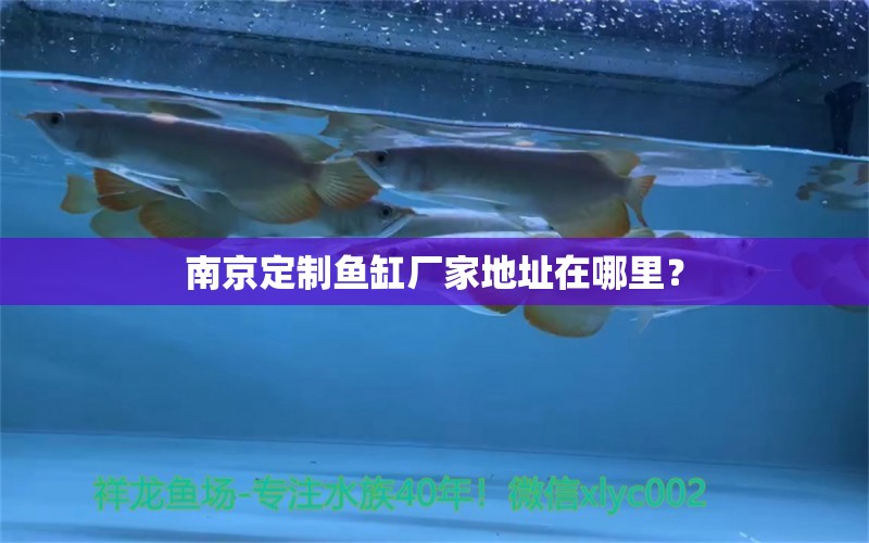 南京定制魚缸廠家地址在哪里？