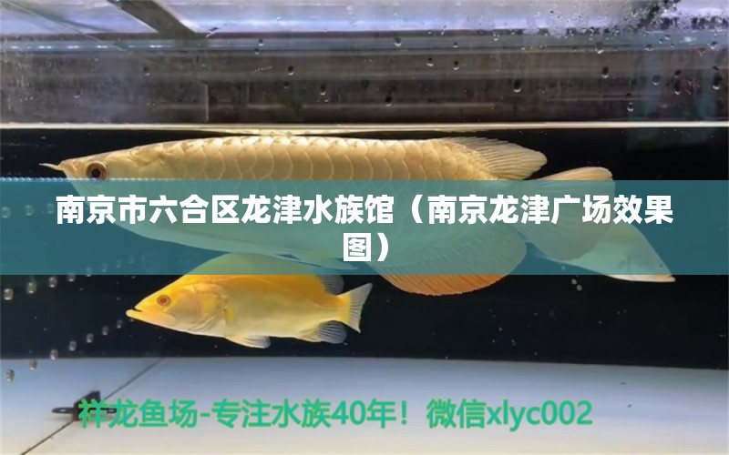 南京市六合區(qū)龍津水族館（南京龍津廣場效果圖）