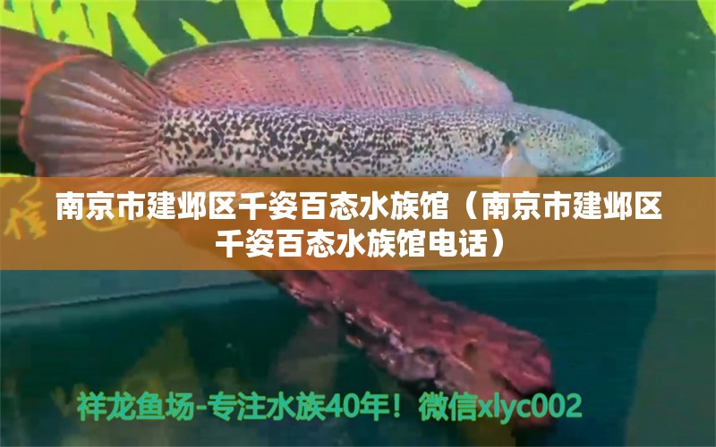 南京市建鄴區(qū)千姿百態(tài)水族館（南京市建鄴區(qū)千姿百態(tài)水族館電話） 全國水族館企業(yè)名錄