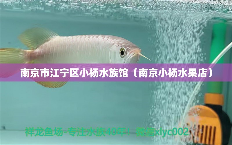 南京市江寧區(qū)小楊水族館（南京小楊水果店）