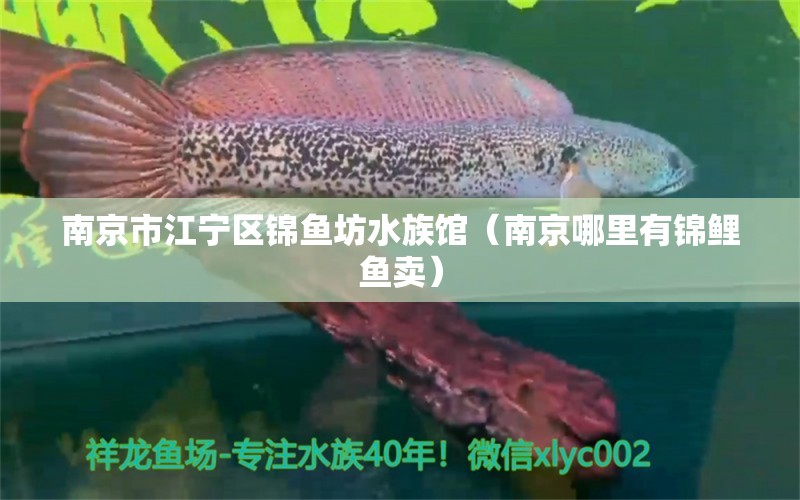 南京市江寧區(qū)錦魚坊水族館（南京哪里有錦鯉魚賣） 全國水族館企業(yè)名錄