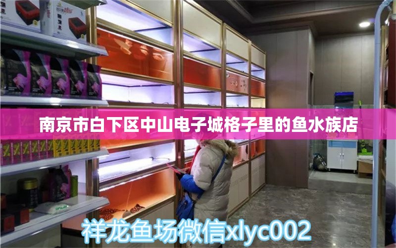 南京市白下區(qū)中山電子城格子里的魚(yú)水族店