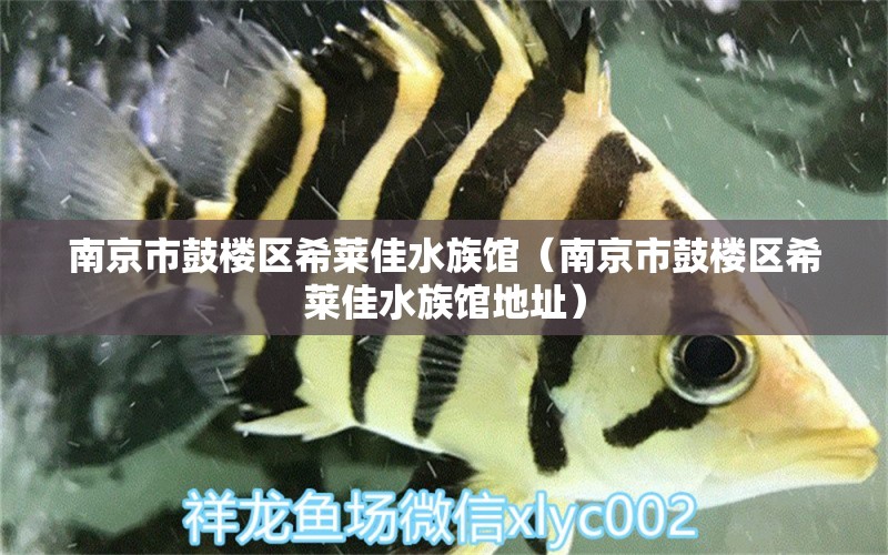 南京市鼓樓區(qū)希萊佳水族館（南京市鼓樓區(qū)希萊佳水族館地址）