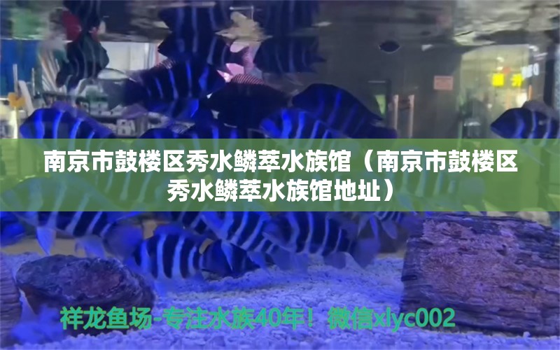 南京市鼓樓區(qū)秀水鱗萃水族館（南京市鼓樓區(qū)秀水鱗萃水族館地址）