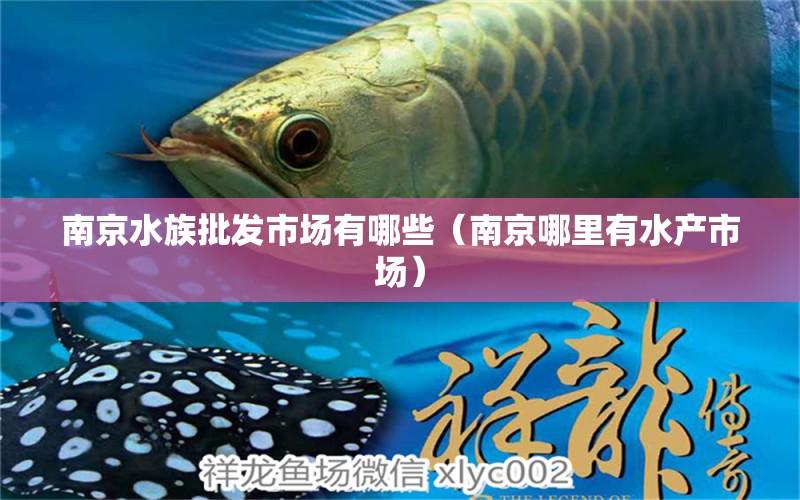 南京水族批發(fā)市場有哪些（南京哪里有水產(chǎn)市場） 觀賞魚水族批發(fā)市場