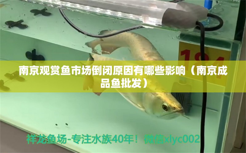 南京觀賞魚市場倒閉原因有哪些影響（南京成品魚批發(fā)）