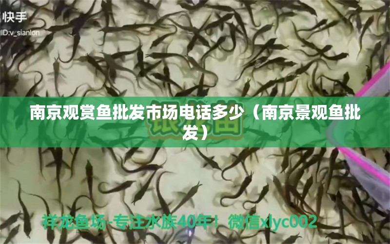 南京觀賞魚批發(fā)市場電話多少（南京景觀魚批發(fā)）