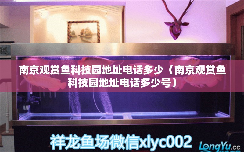 南京觀賞魚科技園地址電話多少（南京觀賞魚科技園地址電話多少號(hào)） 祥龍水族醫(yī)院