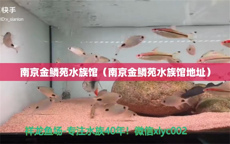 南京金鱗苑水族館（南京金鱗苑水族館地址） 全國(guó)水族館企業(yè)名錄 第1張