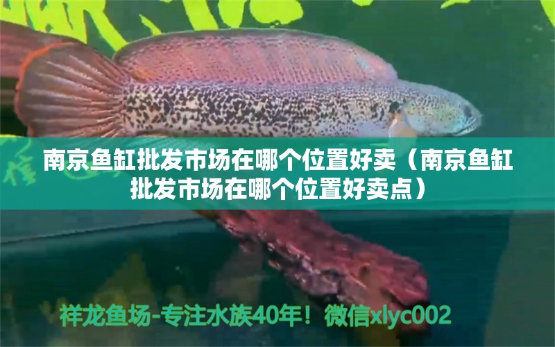 南京魚缸批發(fā)市場在哪個(gè)位置好賣（南京魚缸批發(fā)市場在哪個(gè)位置好賣點(diǎn)）