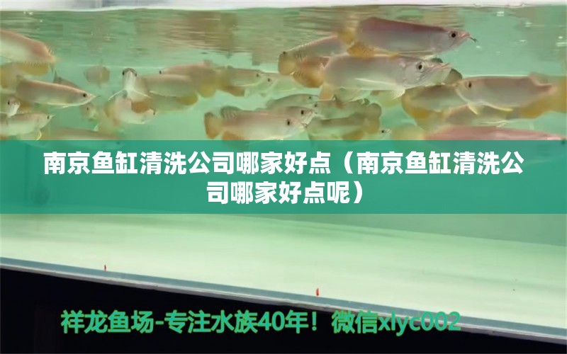 南京魚缸清洗公司哪家好點（南京魚缸清洗公司哪家好點呢） 祥龍水族醫(yī)院