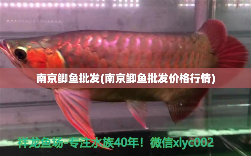 南京鯽魚批發(fā)(南京鯽魚批發(fā)價(jià)格行情) 白子銀龍魚苗 第2張