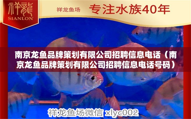 南京龍魚品牌策劃有限公司招聘信息電話（南京龍魚品牌策劃有限公司招聘信息電話號(hào)碼）