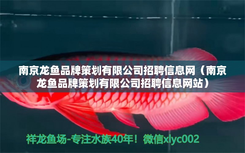 南京龍魚品牌策劃有限公司招聘信息網(wǎng)（南京龍魚品牌策劃有限公司招聘信息網(wǎng)站） 水族雜談