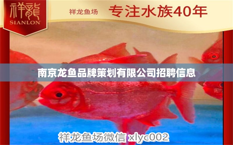 南京龍魚品牌策劃有限公司招聘信息