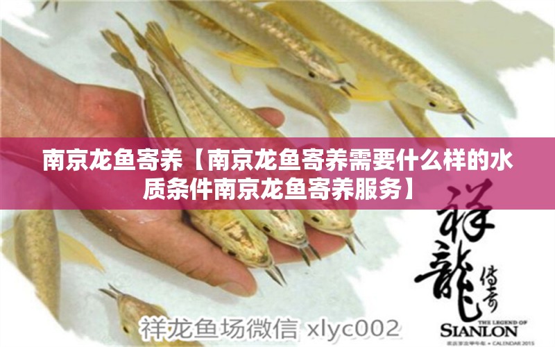 南京龍魚寄養(yǎng)【南京龍魚寄養(yǎng)需要什么樣的水質(zhì)條件南京龍魚寄養(yǎng)服務(wù)】 水族問答 第1張