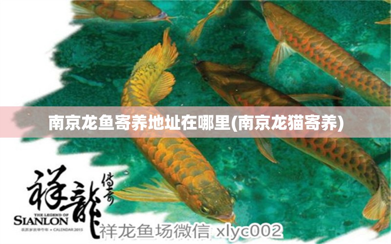 南京龍魚寄養(yǎng)地址在哪里(南京龍貓寄養(yǎng)) 充氧泵