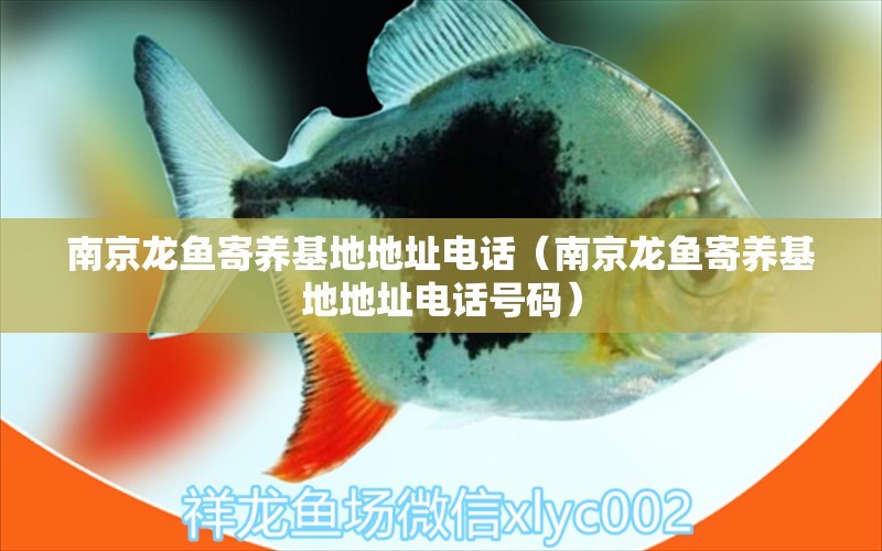 南京龍魚寄養(yǎng)基地地址電話（南京龍魚寄養(yǎng)基地地址電話號碼） 稀有紅龍品種