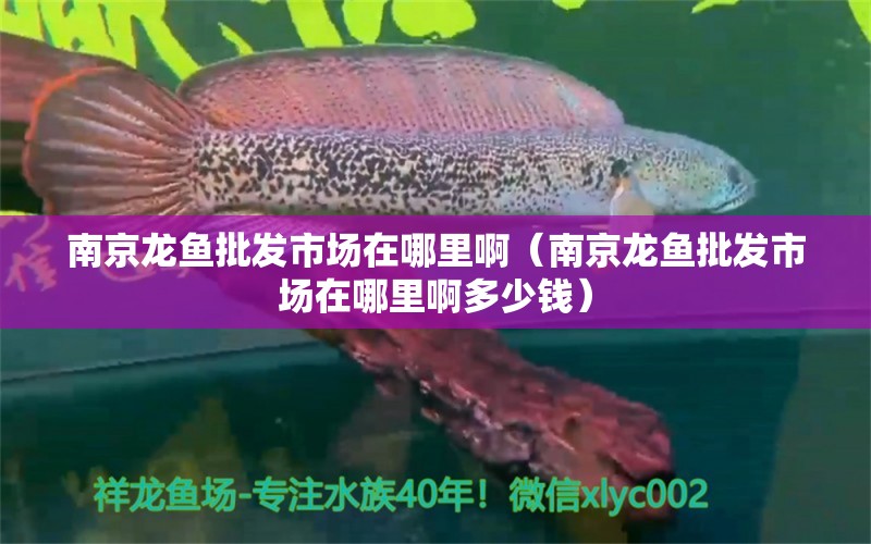 南京龍魚批發(fā)市場(chǎng)在哪里啊（南京龍魚批發(fā)市場(chǎng)在哪里啊多少錢）