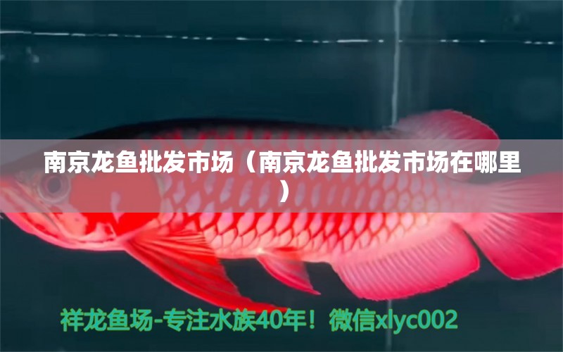 南京龍魚(yú)批發(fā)市場(chǎng)（南京龍魚(yú)批發(fā)市場(chǎng)在哪里）