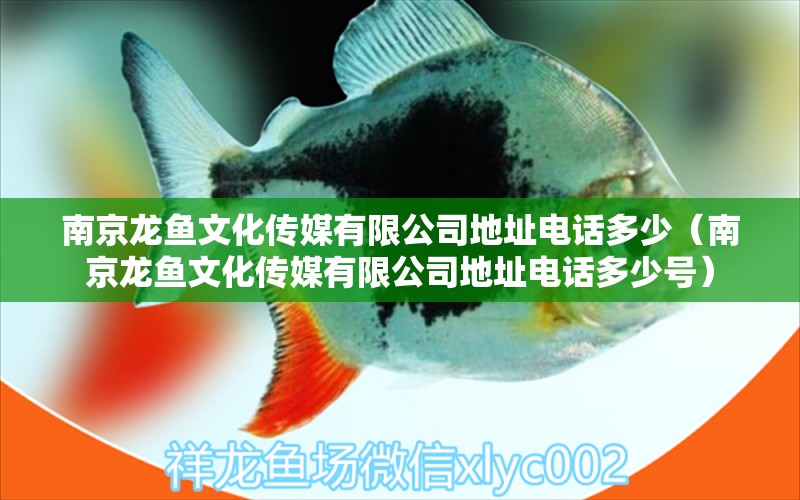 南京龍魚(yú)文化傳媒有限公司地址電話多少（南京龍魚(yú)文化傳媒有限公司地址電話多少號(hào)）